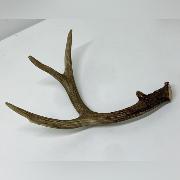 Vintage Upper Peninsula Michigan Deer Antler 12.1oz/344g - Picture 7 of 16